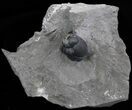 Enrolled Eldredgeops Trilobite In Matrix - New York #40689-1